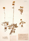 Ranunculus chaerophyllos (L.) DC.