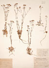 Nasturtium pyrenaicum R.Br.