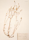 Cerastium anomalum Waldst. & Kit. ex Willd.
