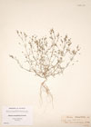Alsine tenuifolia Crantz