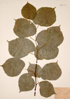 Tilia platyphylla Scop.