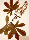 Aesculus hippocastanum L.