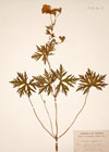 Geranium pratense L. 