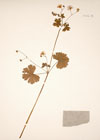 Geranium pyrenaicum L.