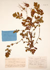 Erodium cicutarium L'Hrit.