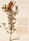 Lupinus angustifolius Ait.