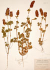 Trifolium incarnatum L.