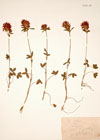 Trifolium ochroleucum Huds.