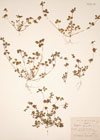 Trifolium glomeratum L.