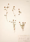 Trifolium laevigatum Desf.