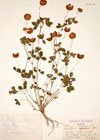 Trifolium fistulosum Gilib.