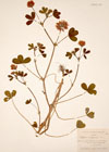 Trifolium michelianum Savi 