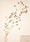 Trifolium patens Schreb.