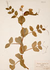Pisum sativum L.