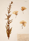 Oenothera suaveolens Desf.