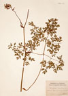 Peucedanum oreoselinum Moench