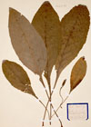 Inula helenium L.