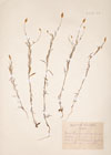 Xeranthemum cylindraceum Sibth. & Sm. 
