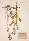 Crepis taraxacifolia (Thuil.) DC.