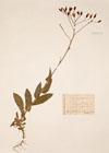 Crepis pulchra L.