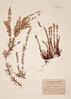 Calluna vulgaris Salisb.