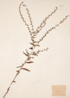 Echinospermum lappula (L.) Lehm.