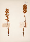 Orobanche caryophyllacea Sm.