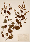 Mentha rotundifolia L. [non L.]
