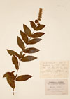 Mentha viridis (L.) L.