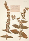 Stachys germanica L.