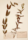 Stachys palustris L.