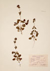 Stachys arvensis L.