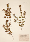 Stachys annua L.