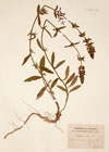 Stachys recta L.