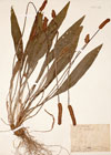 Plantago lanceolata L.