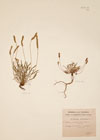 Plantago coronopus L.