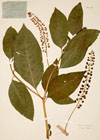 Phytolacca decandra L.