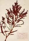 Rumex maritimus L.