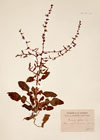 Rumex pulcher L.