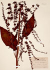 Rumex obtusifolius L.