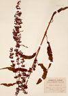 Rumex crispus L.