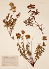 Euphorbia verrucosa L.