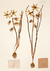 Ornithogalum nutans L.