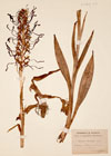 Orchis hircina Crantz [(L.) Lindl.]