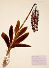 Orchis purpurea Huds.