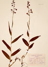 Epipactis palustris Crantz.