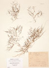 Zannichellia palustris L.