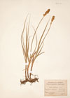 Carex disticha Huds.