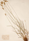 Carex leporina L. [non L.]