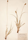 Carex muricata L. [non L.]